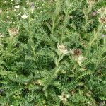 Cirsium spinosissimum Habit