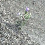 Campanula speciosa Staniste