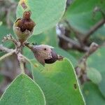 Cordia monoica Plod