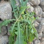 Sonchus congestus Blatt