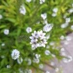 Lysimachia ephemerum Blodyn