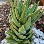 Aloe brevifolia Hoja