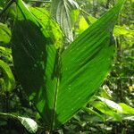 Oncocalamus mannii Leaf