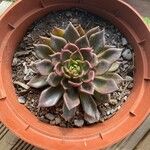 Echeveria purpusiorum Folha