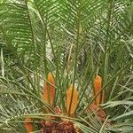 Cycas circinalis Кветка