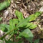 Solidago caesia Лист