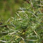 Vachellia xanthophloea Hoja