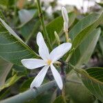 Saba senegalensis Blüte