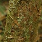 Pouteria brachyandra Kabuk