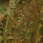 Pouteria brachyandra Bark