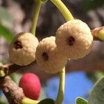 Ficus salicifolia Fruit