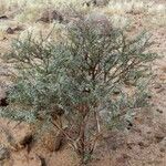 Vachellia tortilis Hábito