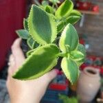 Crassula sarmentosa Leaf