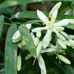 Geitonoplesium cymosum Fleur