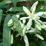Geitonoplesium cymosum Flor