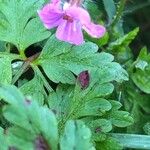 Geranium robertianumVirág