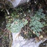 Asplenium ruta-muraria Blad