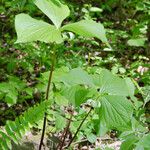 Trillium rugelii Habitus