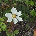 Anemonoides sylvestris Flower