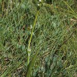 Spiranthes romanzoffiana Habit