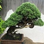 Juniperus chinensis 整株植物