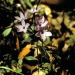 Phlox stolonifera Квітка