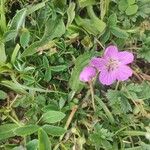 Geranium subargenteum പുഷ്പം