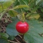 Solanum seaforthianum Fruit