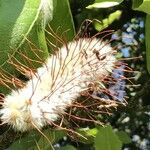 Faurea rochetiana Flower