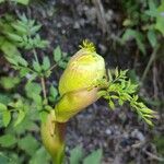 Angelica atropurpurea Листок