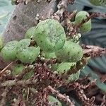 Ficus hispida Fruit