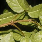 Forsteronia myriantha Leaf