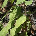 Borrichia arborescens Leaf