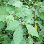 Solanum americanum Liść