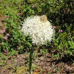 Xerophyllum tenax Floare