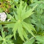 Astrantia major Blad