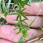 Hexaphylla hirsuta Leaf