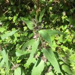 Stachys alpina Blad