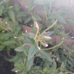 Epilobium roseum Flower