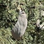 Vachellia erioloba Hábito