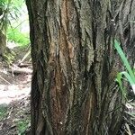 Diphysa americana ᱪᱷᱟᱹᱞᱤ