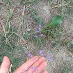Limonium meyeri Otro