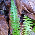 Blechnum spicant Hostoa