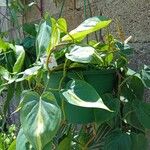 Philodendron hederaceum Blatt