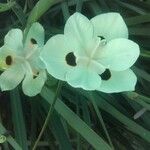 Dietes bicolorফুল