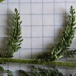 Achillea setacea Folha