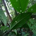 Aiouea longipetiolata Leaf