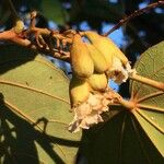 Piliostigma thonningii Fruit