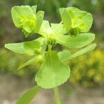 Euphorbia cuneifolia