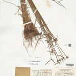 Cyperus obtusatus Frucht